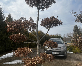 Aplinkos tvarkymas, apželdinimas - Dekoratyvinių medelių formavimas.niwaki.bonsai. - 1