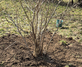 &Scaron;iltnamių surinkimas - Green Sklypai - Sklypu valimas - 2