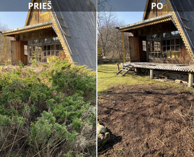 Medžių genėjimas, pjovimas - Sklypų tvarkymas: medžių ir krūmų pjovimas su i&scaron;vežimu. - 4