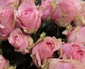 Renginiai, &scaron;ventės - Siūlome platų &scaron;viežių gėlių pasirinkimą, gėlių puok&scaron;tes - 4