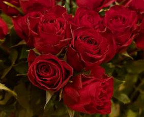 Renginiai, &scaron;ventės - Siūlome platų &scaron;viežių gėlių pasirinkimą, gėlių puok&scaron;tes - 2