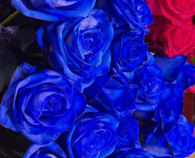 Floristai, gėlių salonai - Siūlome platų &scaron;viežių gėlių pasirinkimą, gėlių puok&scaron;tes - 1