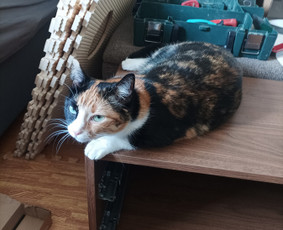 Pagalbiniai perkraustymo darbai - Meistras į namus - 2