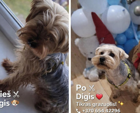 Paslaugos augintiniams - &Scaron;unų kirpykla. - 3