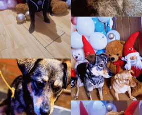 Paslaugos augintiniams - &Scaron;unų kirpykla. - 4