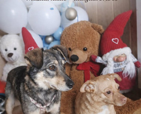 Paslaugos augintiniams - &Scaron;unų kirpykla. - 3