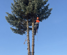 Avarinių medžių pjovimas - Medžių pjovimas genėjimas - 3