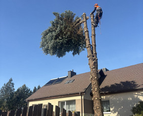 Avarinių medžių pjovimas - Medžių pjovimas genėjimas - 2