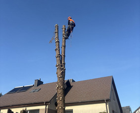 Avarinių medžių pjovimas - Medžių pjovimas genėjimas - 1