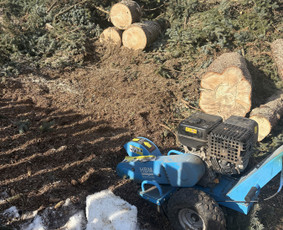 Kelmų naikinimas, frezavimas - Medžių pjovimas genėjimas - 1