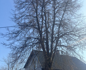 Medžių pjovimas genėjimas / Kitos paslaugos / Darbų pavyzdys ID 4348147
