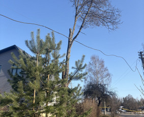 Medžių pjovimas genėjimas / Kitos paslaugos / Darbų pavyzdys ID 4348151