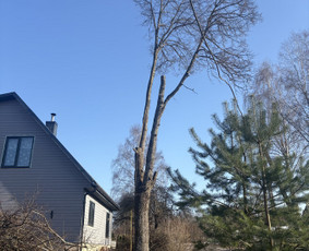 Medžių pjovimas genėjimas / Kitos paslaugos / Darbų pavyzdys ID 4348153