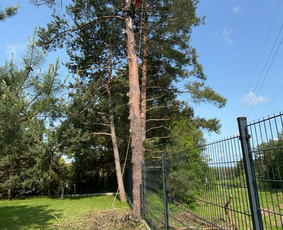 Medžių pjovimas genėjimas / Kitos paslaugos / Darbų pavyzdys ID 4348159