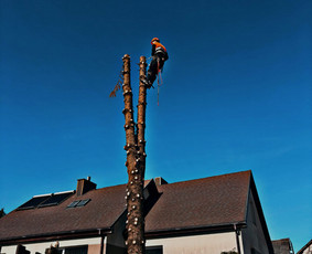 Medžių genėjimas, pjovimas - Medžių pjovimas genėjimas - 4