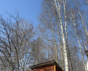 Medžių genėjimas, pjovimas - Medžių pjovimas genėjimas - 3