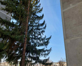 Aplinkos tvarkymas, apželdinimas - Medžių pjovimas ir genėjimas - 1