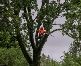 Medžių genėjimas, pjovimas - Medžių pjovimas genėjimas - 1