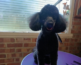 &Scaron;unų ir kačių nagų karpymas - &Scaron;unų ir kačių kirpimas maudymas nagų kirpimas nukailinimas - 4