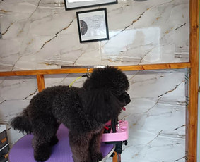 &Scaron;unų ir kačių nagų karpymas - &Scaron;unų ir kačių kirpimas maudymas nagų kirpimas nukailinimas - 3