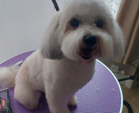 &Scaron;unų ir kačių nagų karpymas - &Scaron;unų ir kačių kirpimas maudymas nagų kirpimas nukailinimas - 2