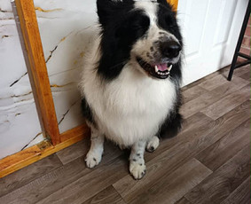 &Scaron;unų ir kačių maudymas - &Scaron;unų ir kačių kirpimas maudymas nagų kirpimas nukailinimas - 1