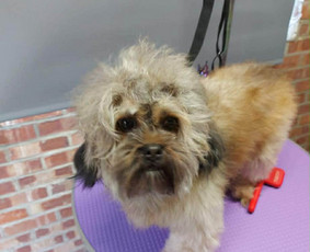 &Scaron;unų ir kačių kailio priežiūra - &Scaron;unų ir kačių kirpimas maudymas nagų kirpimas nukailinimas - 3