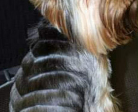 &Scaron;unų ir kačių kailio priežiūra - &Scaron;unų ir kačių kirpimas maudymas nagų kirpimas nukailinimas - 2