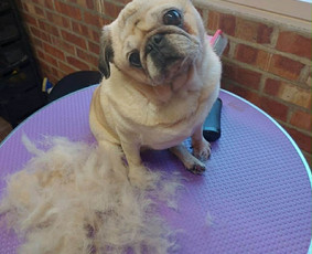 &Scaron;unų ir kačių kailio priežiūra - &Scaron;unų ir kačių kirpimas maudymas nagų kirpimas nukailinimas - 1