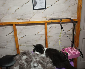 Kačių kirpimas - &Scaron;unų ir kačių kirpimas maudymas nagų kirpimas nukailinimas - 1