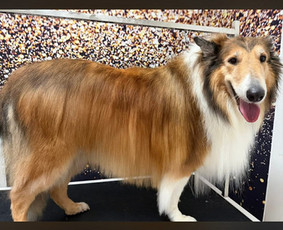 &Scaron;unų, kačių kirpyklos - &Scaron;unų ir kačių kirpimas maudymas nagų kirpimas nukailinimas - 4