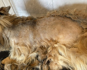 &Scaron;unų, kačių kirpyklos - &Scaron;unų ir kačių kirpimas maudymas nagų kirpimas nukailinimas - 3