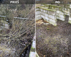 Medžių genėjimas, pjovimas - Sklypų tvarkymas: medžių ir krūmų pjovimas su i&scaron;vežimu. - 1