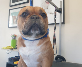 Paslaugos augintiniams - &Scaron;unelių nukailinimas ir kirpimas, kačių kirpimas - 1