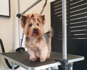 Paslaugos augintiniams - &Scaron;unelių nukailinimas ir kirpimas, kačių kirpimas - 4