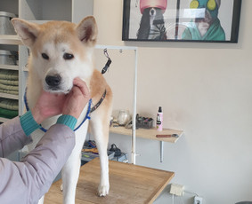 Paslaugos augintiniams - &Scaron;unelių nukailinimas ir kirpimas, kačių kirpimas - 2