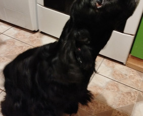 Paslaugos augintiniams - &Scaron;unelių nukailinimas ir kirpimas, kačių kirpimas - 3