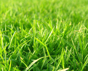 Žemės frezavimas - Vejos skarifikavimas aeravimas trę&scaron;imas samanų naikinimas - 2