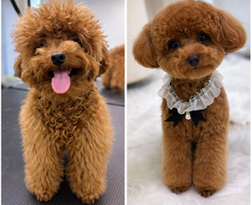 &Scaron;unų ir kačių kailio priežiūra - &Scaron;unų kirpėja Austėja - 1