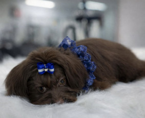 &Scaron;unų ir kačių kailio priežiūra - &Scaron;unų kirpėja Austėja - 3