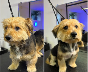 &Scaron;unų ir kačių kailio priežiūra - &Scaron;unų kirpėja Austėja - 2