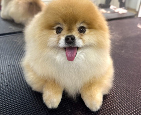 &Scaron;unų ir kačių kailio priežiūra - &Scaron;unų kirpėja Austėja - 4