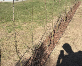 Aplinkos tvarkymas, apželdinimas - Aplinkos tvarkymas, apželdinimas - 1