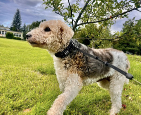 &Scaron;unų vie&scaron;bučiai, vedžiojimas, priežiūra - Naminių gyvūnėlių nakvynė/ pet sitting/ home boarding - 4