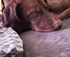 &Scaron;unų vie&scaron;bučiai, vedžiojimas, priežiūra - Naminių gyvūnėlių nakvynė/ pet sitting/ home boarding - 3