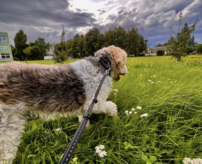 &Scaron;unų vie&scaron;bučiai, vedžiojimas, priežiūra - Naminių gyvūnėlių nakvynė/ pet sitting/ home boarding - 2