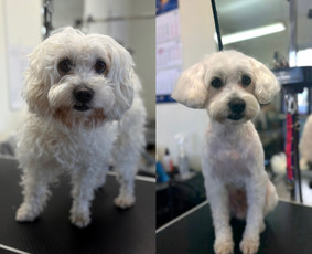 &Scaron;unų, kačių kirpyklos - &Scaron;unų ir kačių kirpėja Paulina - 1