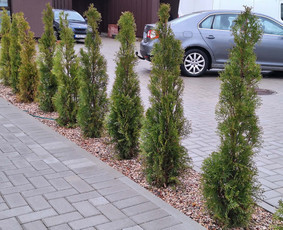 Trinkelių klojimas / Gerardas Šternbergas / Darbų pavyzdys ID 4352183