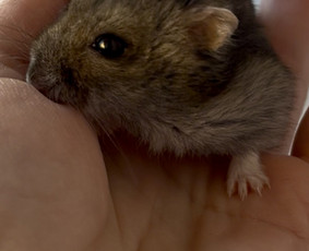 Paslaugos augintiniams - Naminių gyvūnėlių nakvynė/ pet sitting/ home boarding - 3