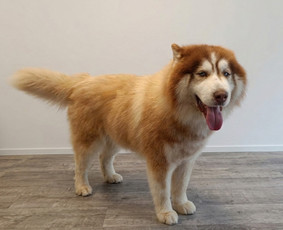 &Scaron;unų ir kačių kailio modeliavimas - &Scaron;unų kirpimas/nukailinimas Kaune - 4